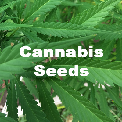 Durham Cannabis Seeds